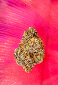 Bruce Banner
